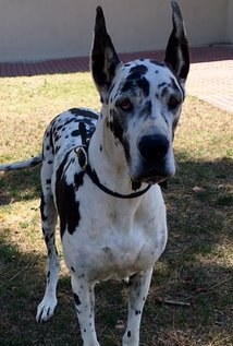 Фотография Armani GreatDane